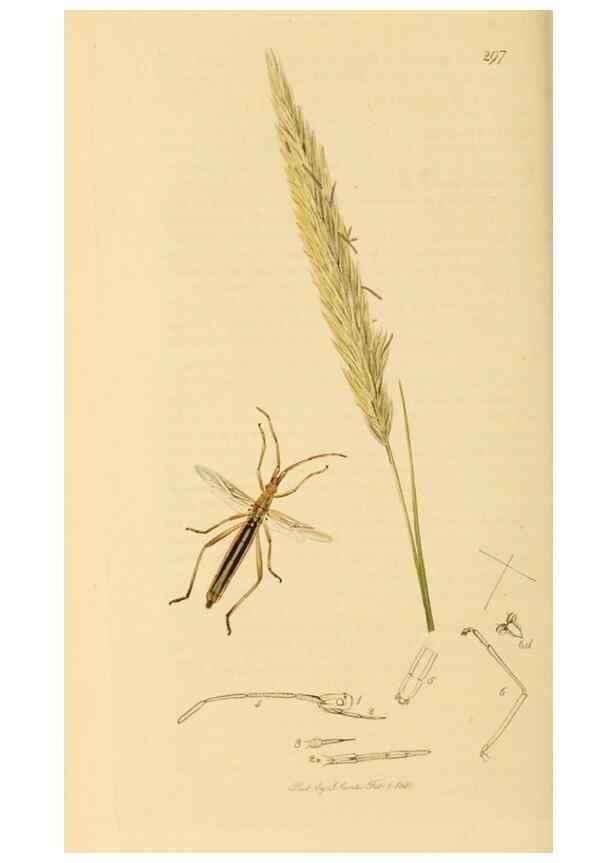 Reproducción/Reproduction 49640349468: British entomology :. London,Printed for the author,1823-1840 [i.e. 1840].. 