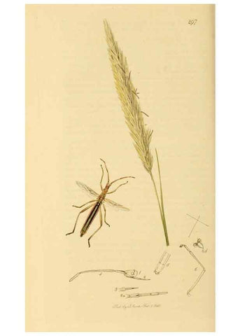 Reproducción/Reproduction 49640349468: British entomology :. London,Printed for the author,1823-1840 [i.e. 1840].. 