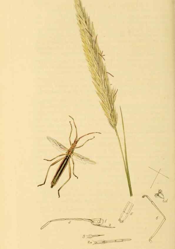 Reproducción/Reproduction 49640349468: British entomology :. London,Printed for the author,1823-1840 [i.e. 1840].. 