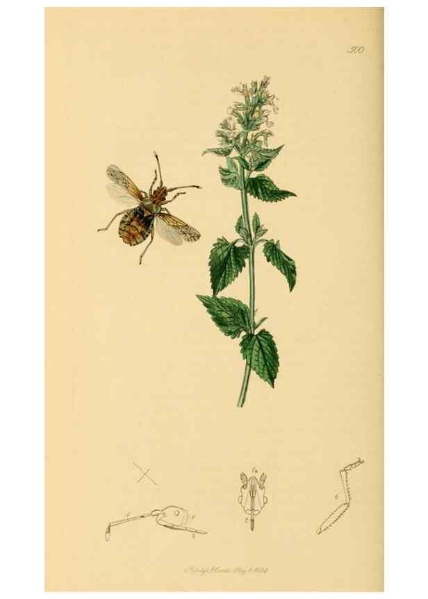 Reproducción/Reproduction 49640349768: British entomology :. London,Printed for the author,1823-1840 [i.e. 1840].. 
