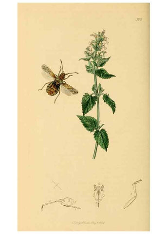 Reproducción/Reproduction 49640349768: British entomology :. London,Printed for the author,1823-1840 [i.e. 1840].. 