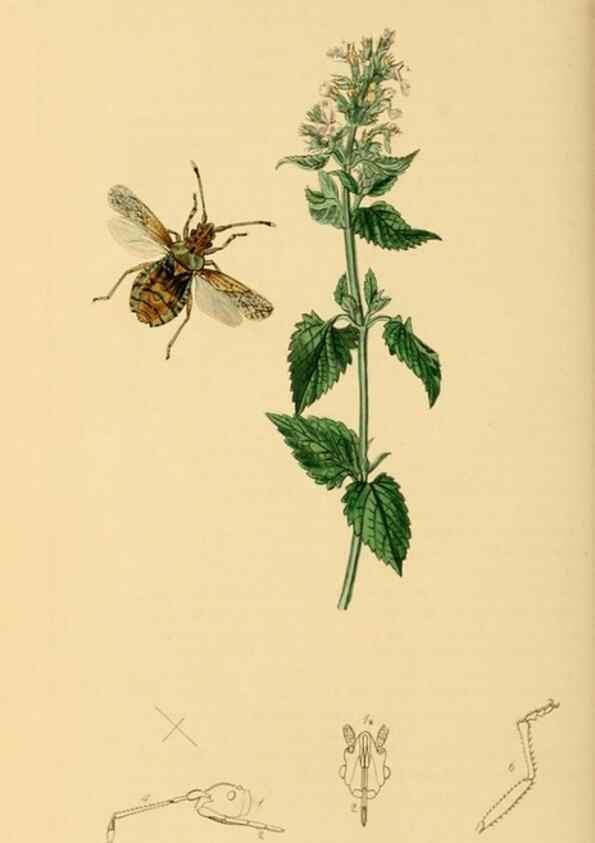 Reproducción/Reproduction 49640349768: British entomology :. London,Printed for the author,1823-1840 [i.e. 1840].. 
