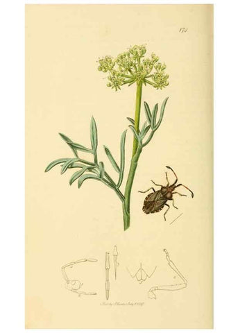 Reproducción/Reproduction 49640872631: British entomology :. London,Printed for the author,1823-1840 [i.e. 1840].. 