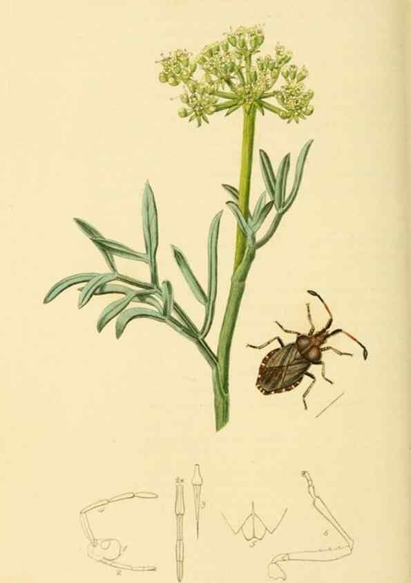 Reproducción/Reproduction 49640872631: British entomology :. London,Printed for the author,1823-1840 [i.e. 1840].. 