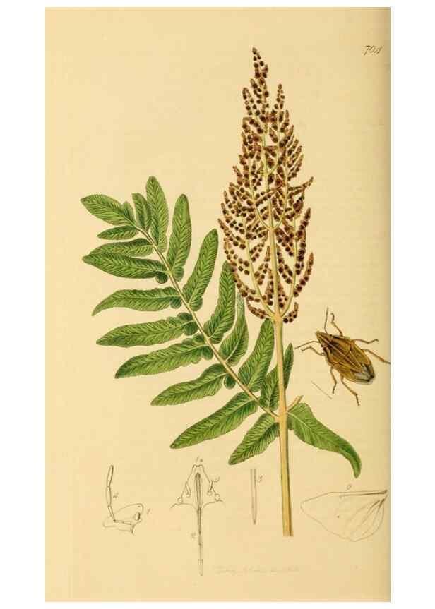 Reproducción/Reproduction 49640350278: British entomology :. London,Printed for the author,1823-1840 [i.e. 1840].. 