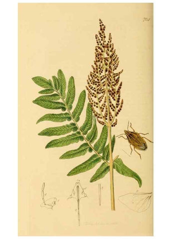 Reproducción/Reproduction 49640350278: British entomology :. London,Printed for the author,1823-1840 [i.e. 1840].. 