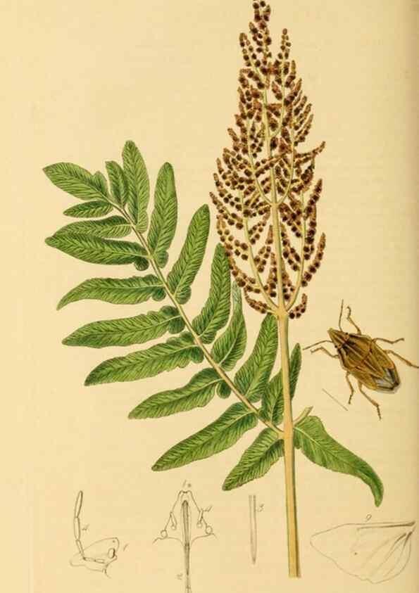 Reproducción/Reproduction 49640350278: British entomology :. London,Printed for the author,1823-1840 [i.e. 1840].. 