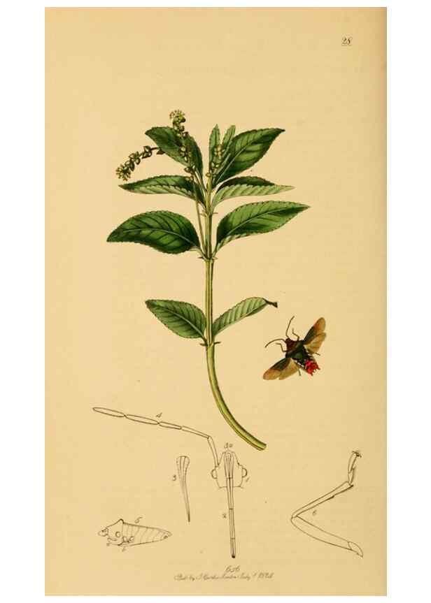 Reproducción/Reproduction 49640873121: British entomology :. London,Printed for the author,1823-1840 [i.e. 1840].. 