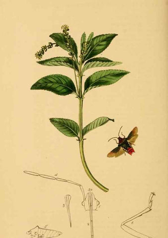Reproducción/Reproduction 49640873121: British entomology :. London,Printed for the author,1823-1840 [i.e. 1840].. 