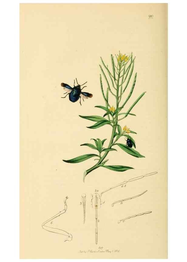Reproducción/Reproduction 49641147817: British entomology :. London,Printed for the author,1823-1840 [i.e. 1840].. 