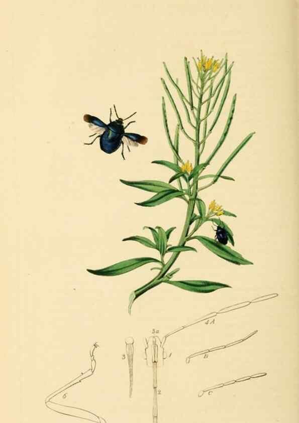 Reproducción/Reproduction 49641147817: British entomology :. London,Printed for the author,1823-1840 [i.e. 1840].. 