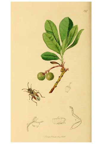 Reproducción/Reproduction 49641145382: British entomology :. London,Printed for the author,1823-1840 [i.e. 1840].. 