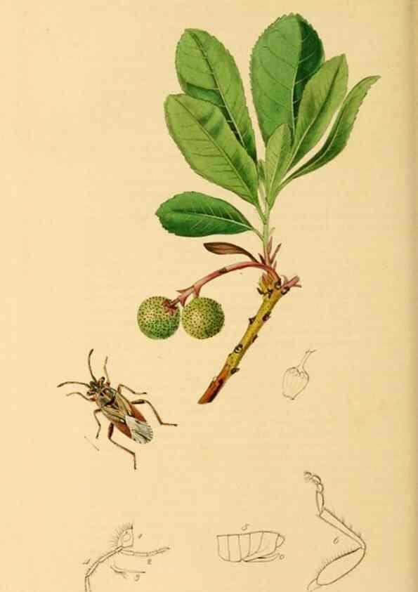 Reproducción/Reproduction 49641145382: British entomology :. London,Printed for the author,1823-1840 [i.e. 1840].. 