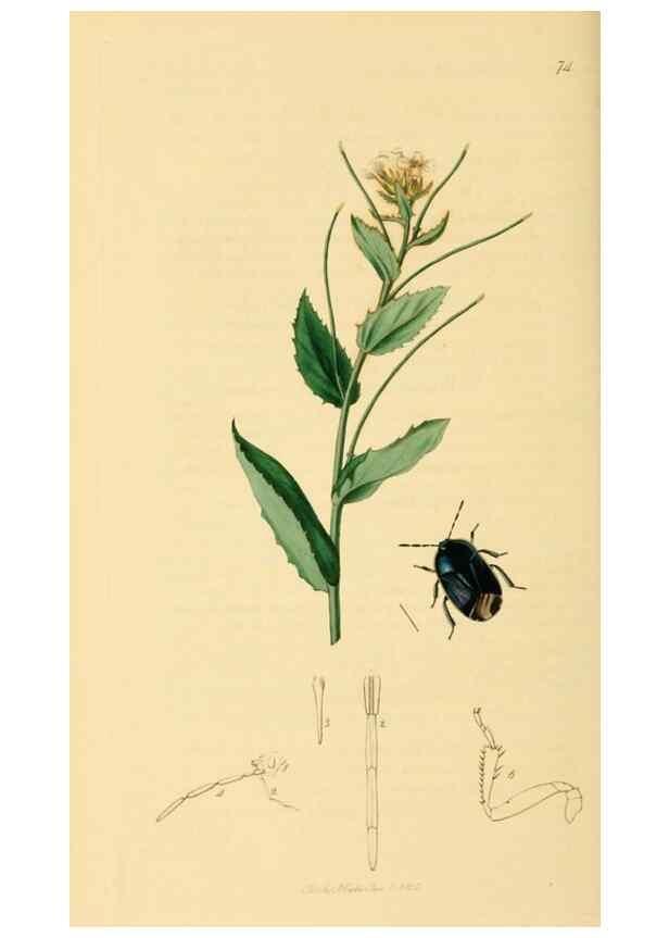 Reproducción/Reproduction 49641148192: British entomology :. London,Printed for the author,1823-1840 [i.e. 1840].. 