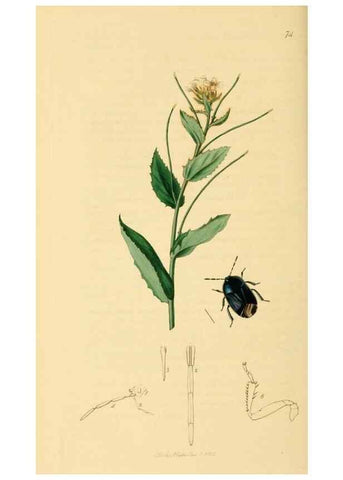 Reproducción/Reproduction 49641148192: British entomology :. London,Printed for the author,1823-1840 [i.e. 1840].. 