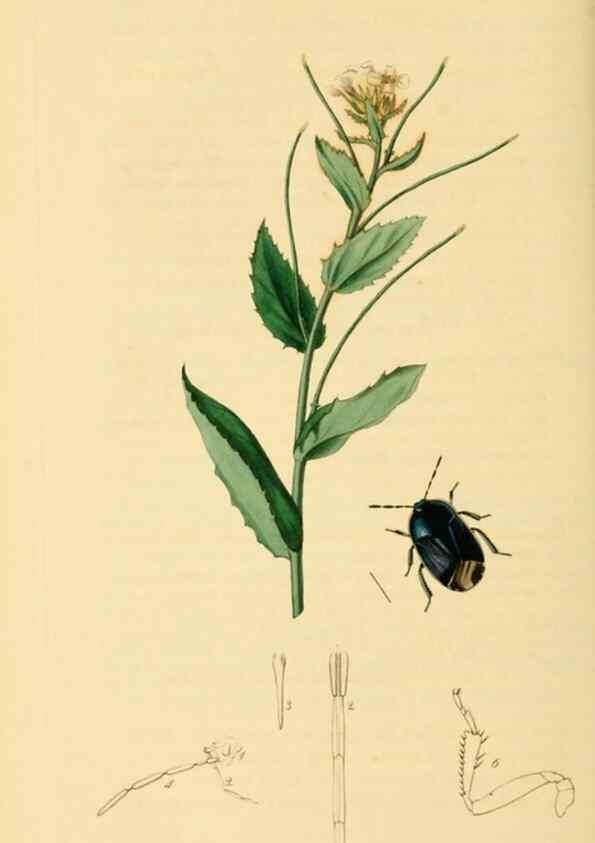 Reproducción/Reproduction 49641148192: British entomology :. London,Printed for the author,1823-1840 [i.e. 1840].. 