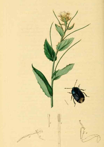 Reproducción/Reproduction 49641148192: British entomology :. London,Printed for the author,1823-1840 [i.e. 1840].. 