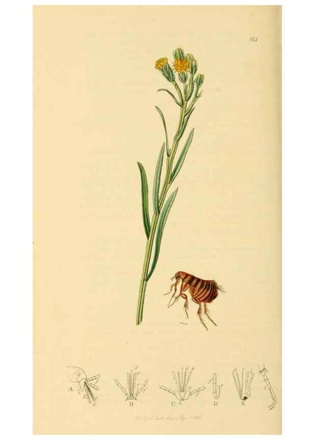 Reproducción/Reproduction 49640351853: British entomology :. London,Printed for the author,1823-1840 [i.e. 1840].. 