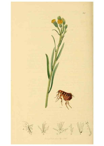 Reproducción/Reproduction 49640351853: British entomology :. London,Printed for the author,1823-1840 [i.e. 1840].. 
