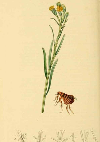 Reproducción/Reproduction 49640351853: British entomology :. London,Printed for the author,1823-1840 [i.e. 1840].. 