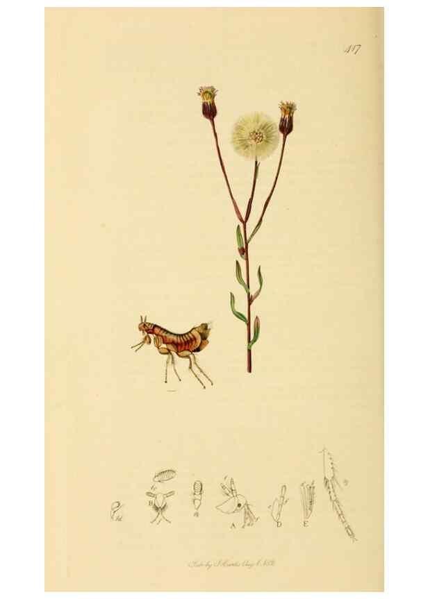 Reproducción/Reproduction 49640874756: British entomology :. London,Printed for the author,1823-1840 [i.e. 1840].. 
