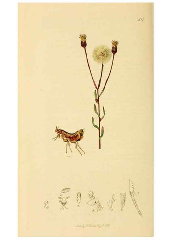 Reproducción/Reproduction 49640874756: British entomology :. London,Printed for the author,1823-1840 [i.e. 1840].. 