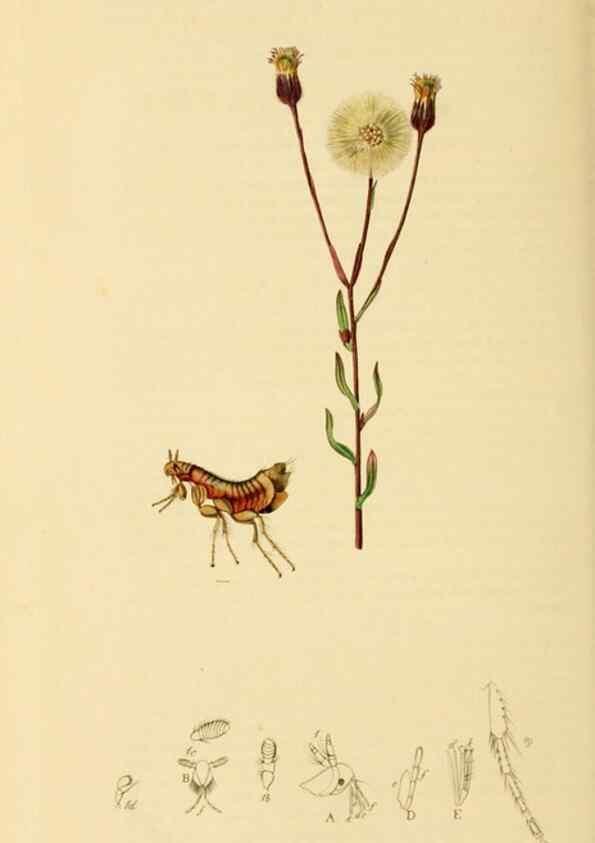 Reproducción/Reproduction 49640874756: British entomology :. London,Printed for the author,1823-1840 [i.e. 1840].. 