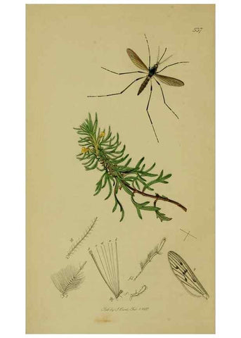 Reproducción/Reproduction 49641193392: British entomology :. London,Printed for the author,1823-1840 [i.e. 1840].. 
