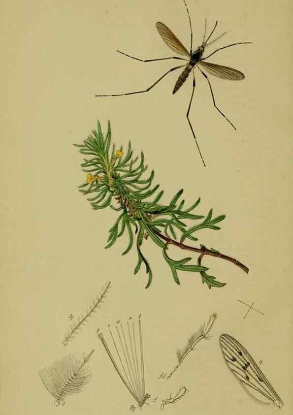 Reproducción/Reproduction 49641193392: British entomology :. London,Printed for the author,1823-1840 [i.e. 1840].. 