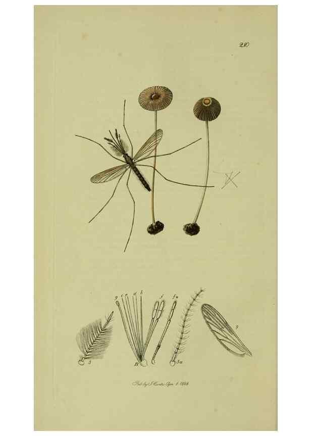 Reproducción/Reproduction 49640918771: British entomology :. London,Printed for the author,1823-1840 [i.e. 1840].. 