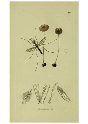Reproducción/Reproduction 49640918771: British entomology :. London,Printed for the author,1823-1840 [i.e. 1840].. 