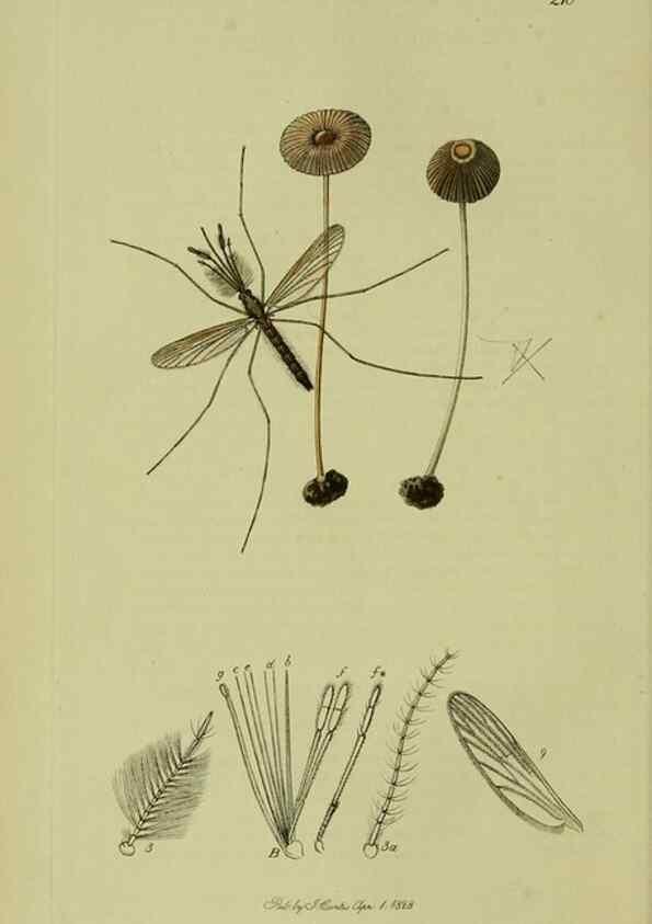 Reproducción/Reproduction 49640918771: British entomology :. London,Printed for the author,1823-1840 [i.e. 1840].. 