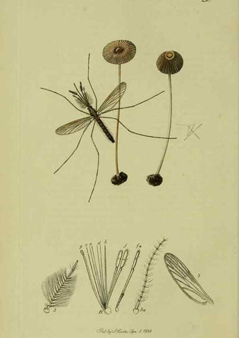 Reproducción/Reproduction 49640918771: British entomology :. London,Printed for the author,1823-1840 [i.e. 1840].. 