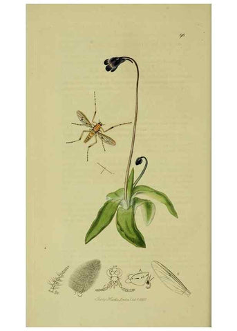 Reproducción/Reproduction 49641194087: British entomology :. London,Printed for the author,1823-1840 [i.e. 1840].. 