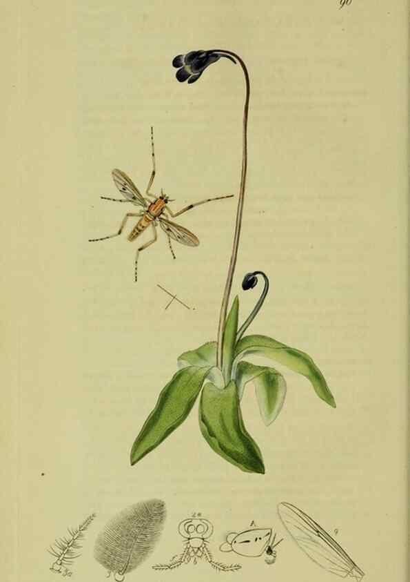 Reproducción/Reproduction 49641194087: British entomology :. London,Printed for the author,1823-1840 [i.e. 1840].. 