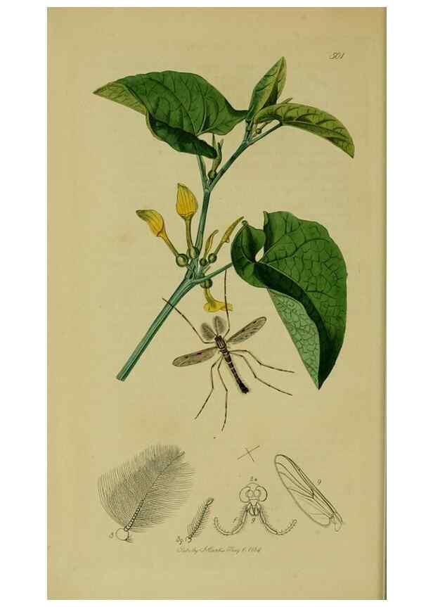 Reproducción/Reproduction 49641194412: British entomology :. London,Printed for the author,1823-1840 [i.e. 1840].. 