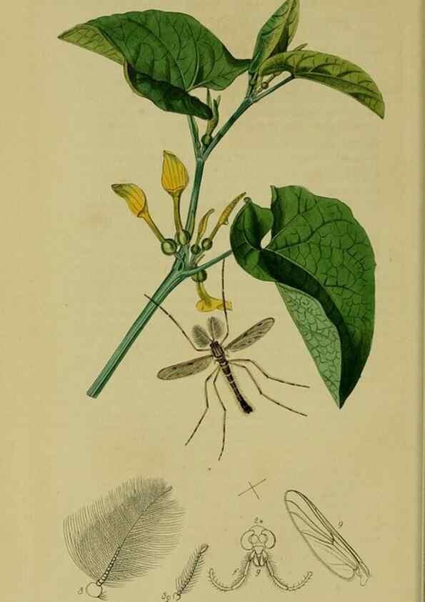 Reproducción/Reproduction 49641194412: British entomology :. London,Printed for the author,1823-1840 [i.e. 1840].. 