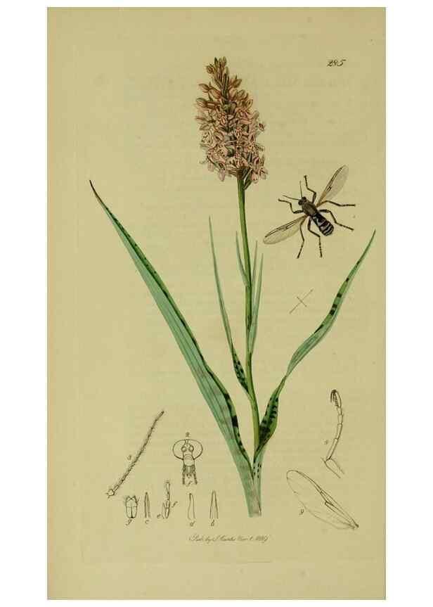 Reproducción/Reproduction 49640397298: British entomology :. London,Printed for the author,1823-1840 [i.e. 1840].. 