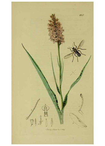 Reproducción/Reproduction 49640397298: British entomology :. London,Printed for the author,1823-1840 [i.e. 1840].. 
