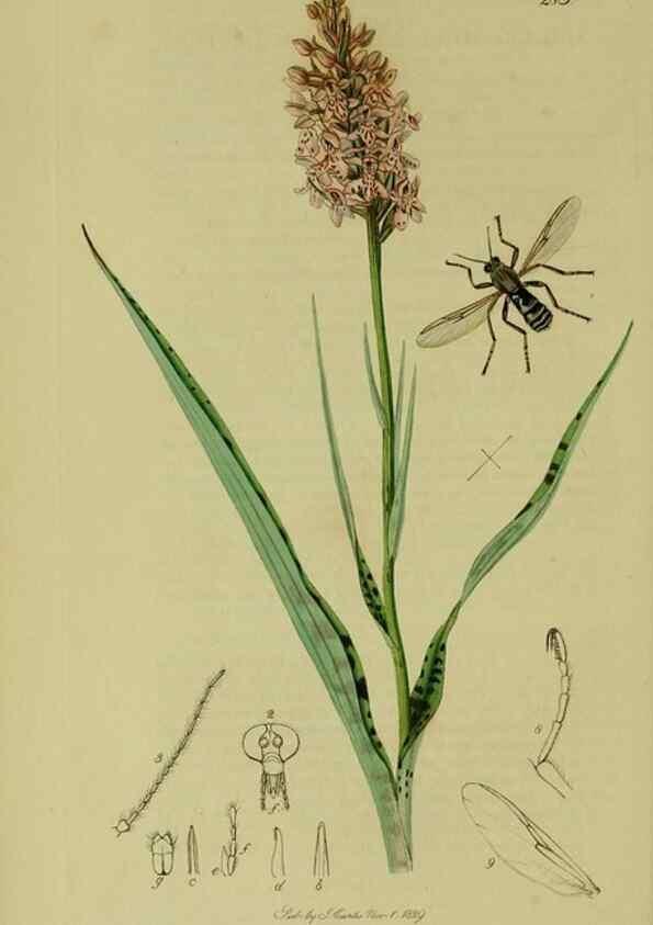 Reproducción/Reproduction 49640397298: British entomology :. London,Printed for the author,1823-1840 [i.e. 1840].. 
