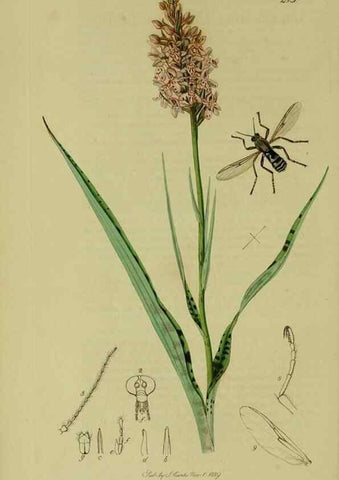 Reproducción/Reproduction 49640397298: British entomology :. London,Printed for the author,1823-1840 [i.e. 1840].. 