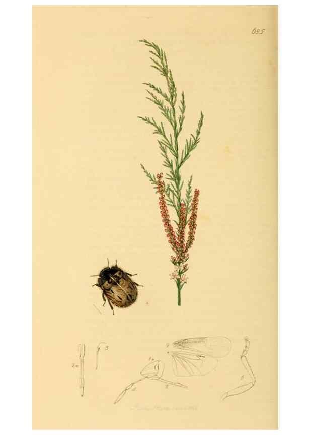 Reproducción/Reproduction 49641148512: British entomology :. London,Printed for the author,1823-1840 [i.e. 1840].. 