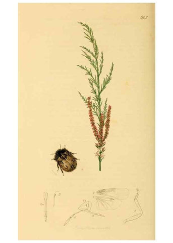 Reproducción/Reproduction 49641148512: British entomology :. London,Printed for the author,1823-1840 [i.e. 1840].. 