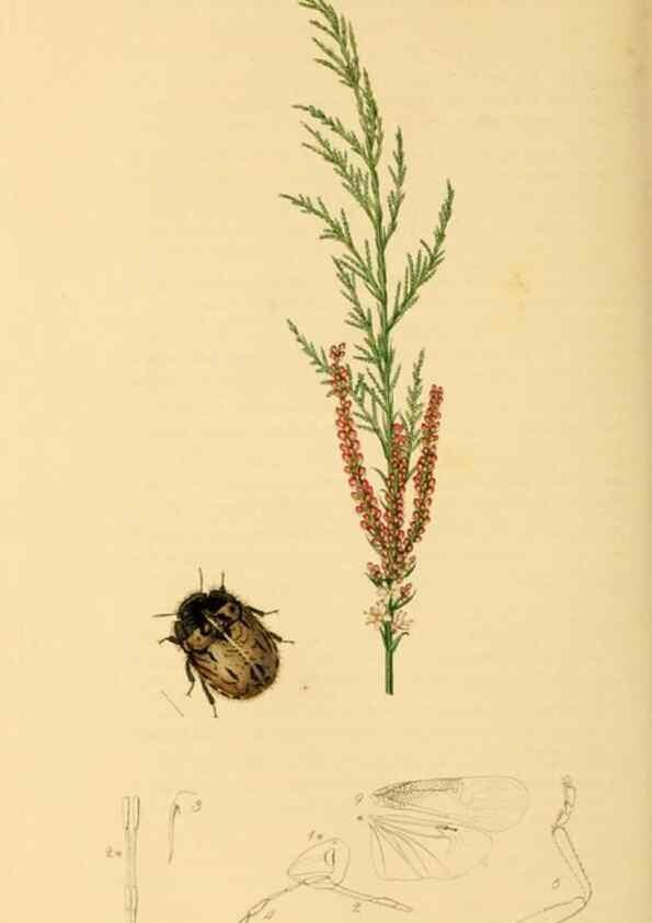Reproducción/Reproduction 49641148512: British entomology :. London,Printed for the author,1823-1840 [i.e. 1840].. 