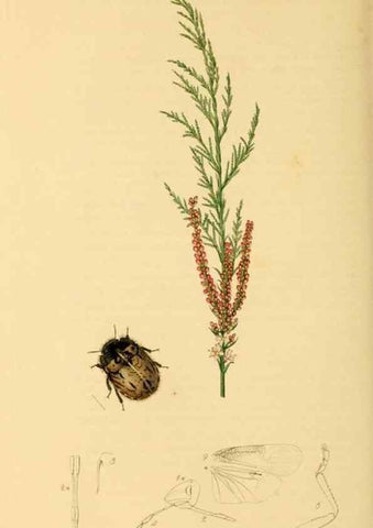 Reproducción/Reproduction 49641148512: British entomology :. London,Printed for the author,1823-1840 [i.e. 1840].. 
