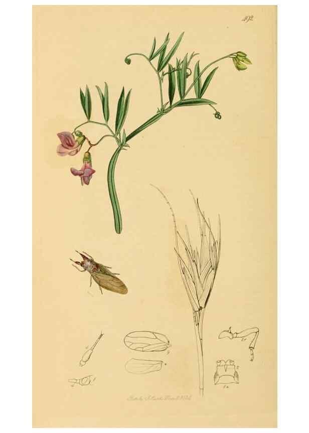 Reproducción/Reproduction 49641133187: British entomology :. London,Printed for the author,1823-1840 [i.e. 1840].. 