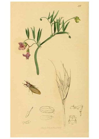 Reproducción/Reproduction 49641133187: British entomology :. London,Printed for the author,1823-1840 [i.e. 1840].. 