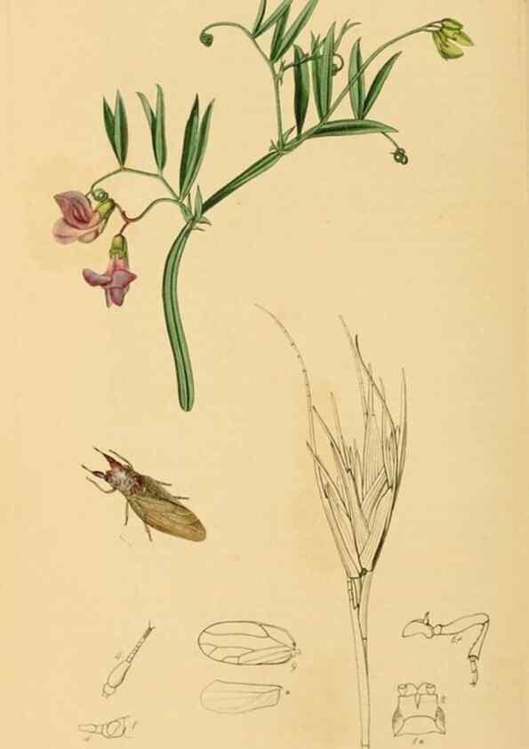Reproducción/Reproduction 49641133187: British entomology :. London,Printed for the author,1823-1840 [i.e. 1840].. 