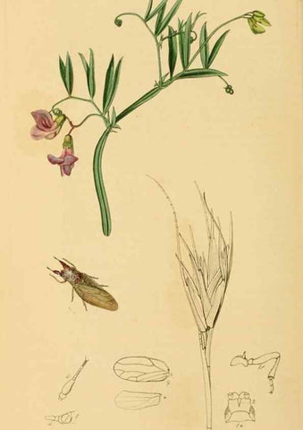 Reproducción/Reproduction 49641133187: British entomology :. London,Printed for the author,1823-1840 [i.e. 1840].. 