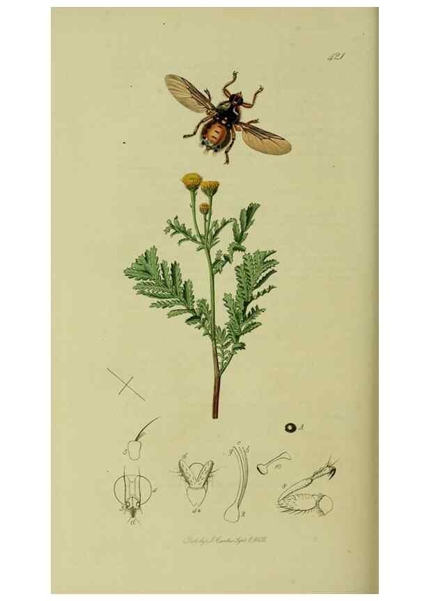 Reproducción/Reproduction 49640951096: British entomology :. London,Printed for the author,1823-1840 [i.e. 1840].. 